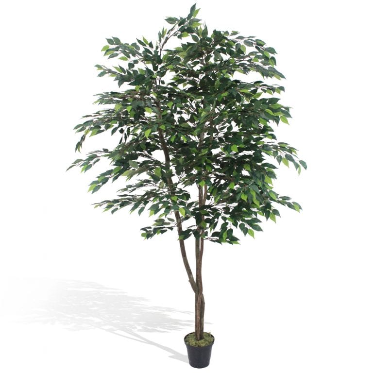 Ficus Baby 2600FL (árvore 1,80m) - verde
