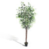 Ficus com tronco natural (árvore 2,10m) - new variegata