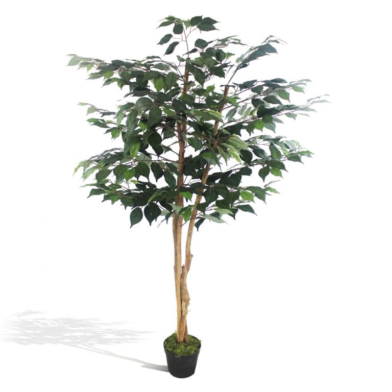 Ficus com tronco natural (árvore 1,50m) - new green