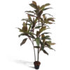 Dracena Marginata (1,80m) - verde/vermelho