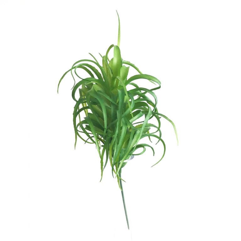 Aloe Crespo (25cm) - verde