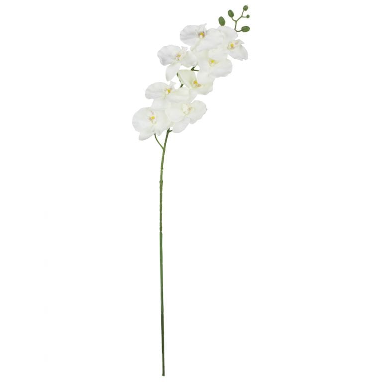 Orquídea Phalaenopsis (galho 1,00m) - branco