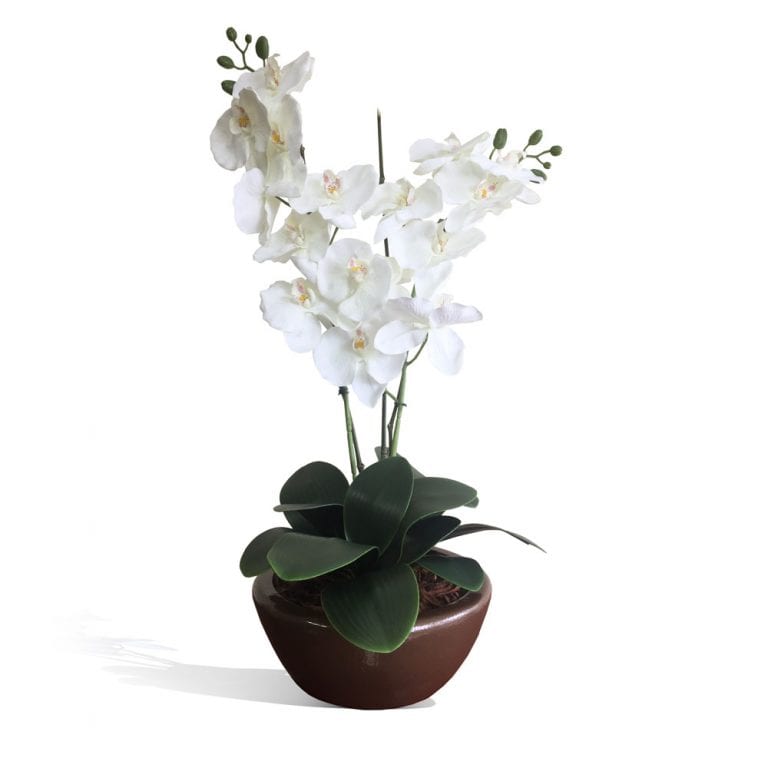 Arranjo de Orquídea Branca (80cm)