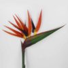 Strelitzia artificial (90cm) - Image 3