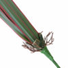 Folha de Orquídea em Silicone 12F (57cm) - vermelho - Image 3
