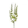 Galho de Eucalipto (70cm) - Image 2
