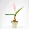 VASO TULIPA X1 (30CM)-ROSA