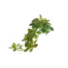 Rosa de Pedra Pendente Artificial (30cm) - verde