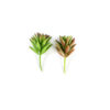 Sedum Suculenta Artificial Mini (10cm)