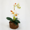 foto de arranjo floral de orquídeas cor branco/ocre em vaso fibra de coco