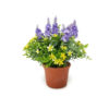 foto Arranjo Floral Artificial Campo com Lavanda Lilás e Kalanchoe amarelo (15cm) em vaso plástico cor terracotta. 