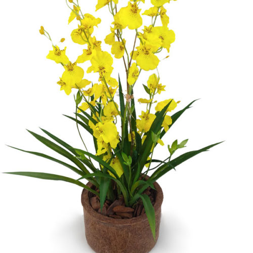 Folha De Orquídea Cymbidium Com Broto Artificial 34cm Nature Flores 3089