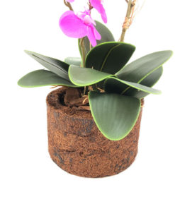 Arranjo de Orquídea Pink com folhas verdes em vaso natural de fibra de coco