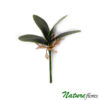 Folha de Orquídea Phalaenopsis Artificial 4F (22cm)