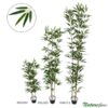 Bambu Aurea Verde