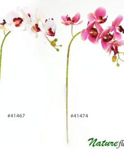 Orquídea Phalaenopsis 3D 7F (75cm)