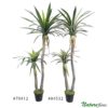 Dracena Árvore Artificial 2 Troncos (1,50m)