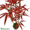 #05186: 3 hastes de Bambu Áurea Vermelho (1,80m) - fixado em vaso plástico