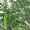 Bambu Mossô Siliconado Duplo Árvore Semi-Artificial (1,80m)