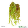 Dinheiro-em-Penca Pendente Folhagem Artificial (77cm)