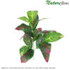 Cróton galho artificial 3h 19Folhas (50cm)