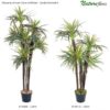 #15413: Dracena Árvore Semi-Artificial (1,00m) - Verde/Vermelho #15406: Dracena Árvore Semi-Artificial (1,20m) - Verde/Vermelho