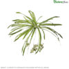 83337_clorofito-variegata-folhagem-artificial-60cm_1