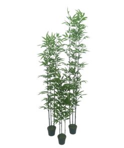 Bambu Áurea Black Verde Oliva 3H c/ Pote (90cm - 1,80m)