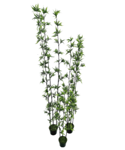 Fern Arbusto 3H c/ Pote (90cm - 1,80m)