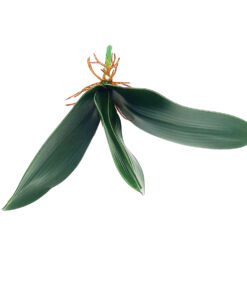 folha-de-orquidea-borboleta-3-folhas-23cm