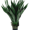 Agave 40 Folhas (70CM) Verde - Image 2