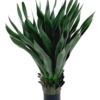 Agave 40 Folhas (70CM) Verde - Image 3