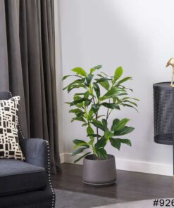 dracena-marginata-verde-arvore-permanente-150m