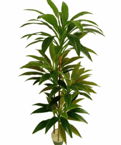 Dracena Marginata Árvore Permanente (1,50m)
