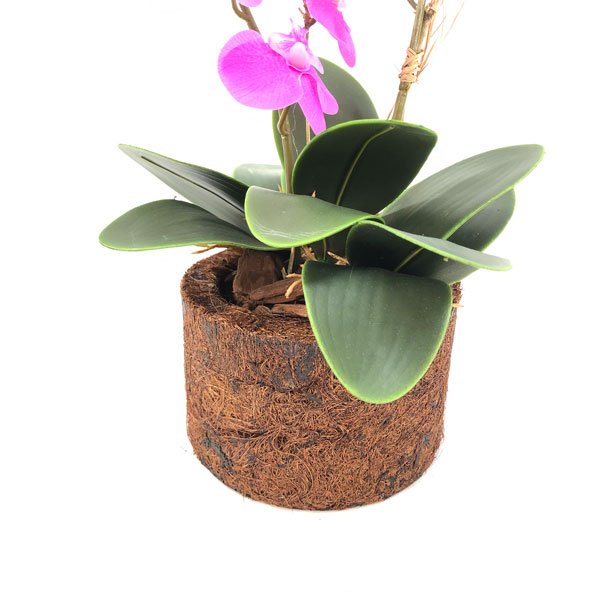 Folha de Orquídea Phalaenopsis Artificial 4F (22cm) - Imagem 2