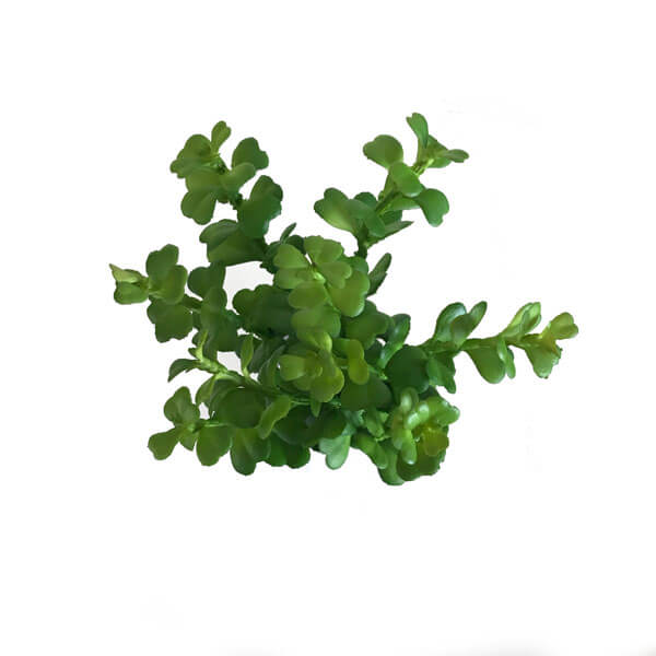 Murta Mini Folhagem Artificial (22cm) - Imagem 8