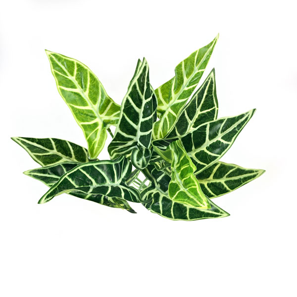 Folhagem Jardim Vertical Artificial (29cm) - Imagem 13