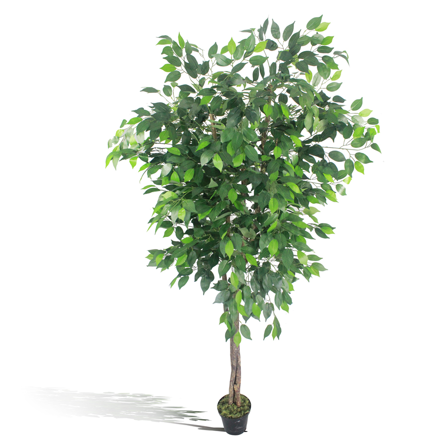 Ficus Verde 1,50m Semi-Artificial - Imagem 9