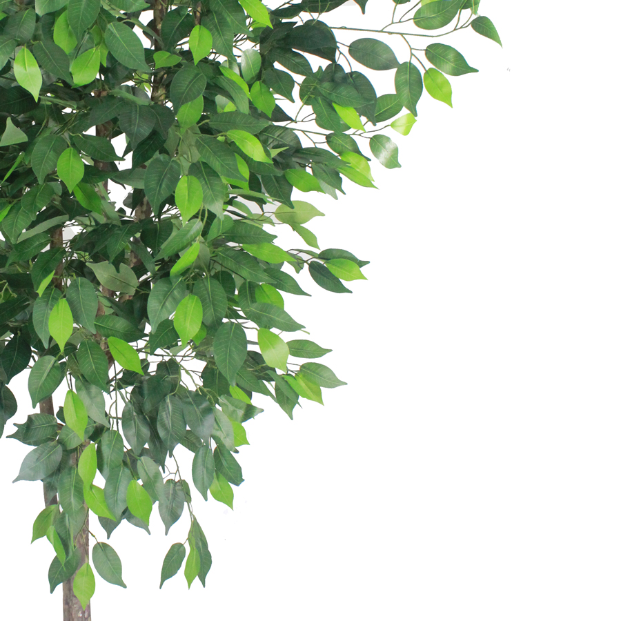 Ficus Verde 1,50m Semi-Artificial - Imagem 3