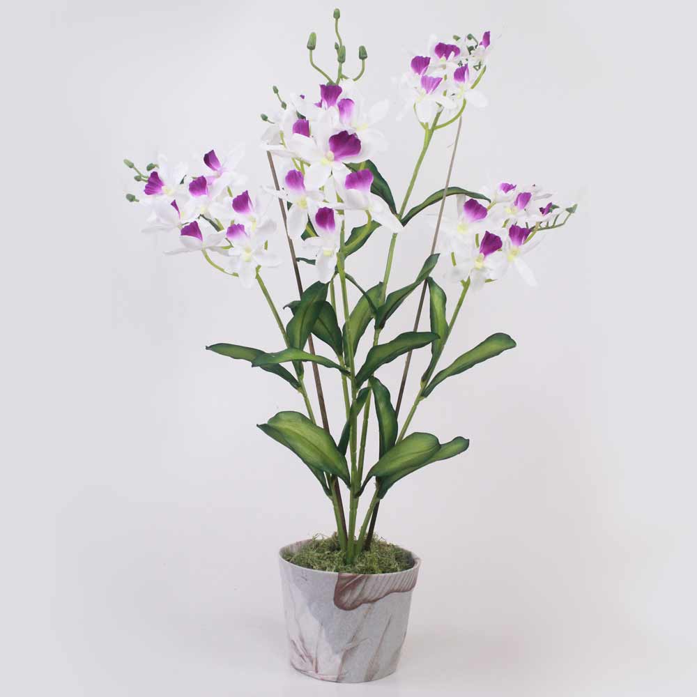 Orquídea Catleya 5H (70cm) - Imagem 8