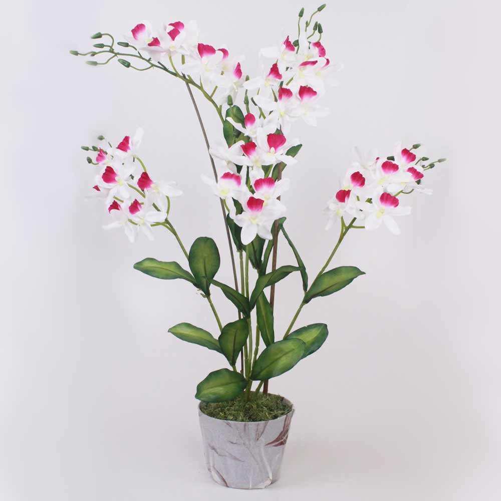 Orquídea Catleya 5H (70cm) - Imagem 12