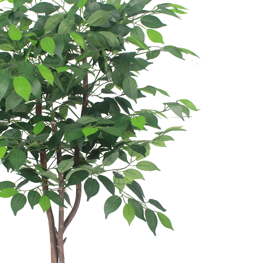 Ficus Verde 1,50m Semi-Artificial - Imagem 2