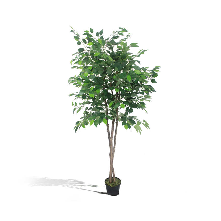 Ficus Verde 1,50m Semi-Artificial - Imagem 8