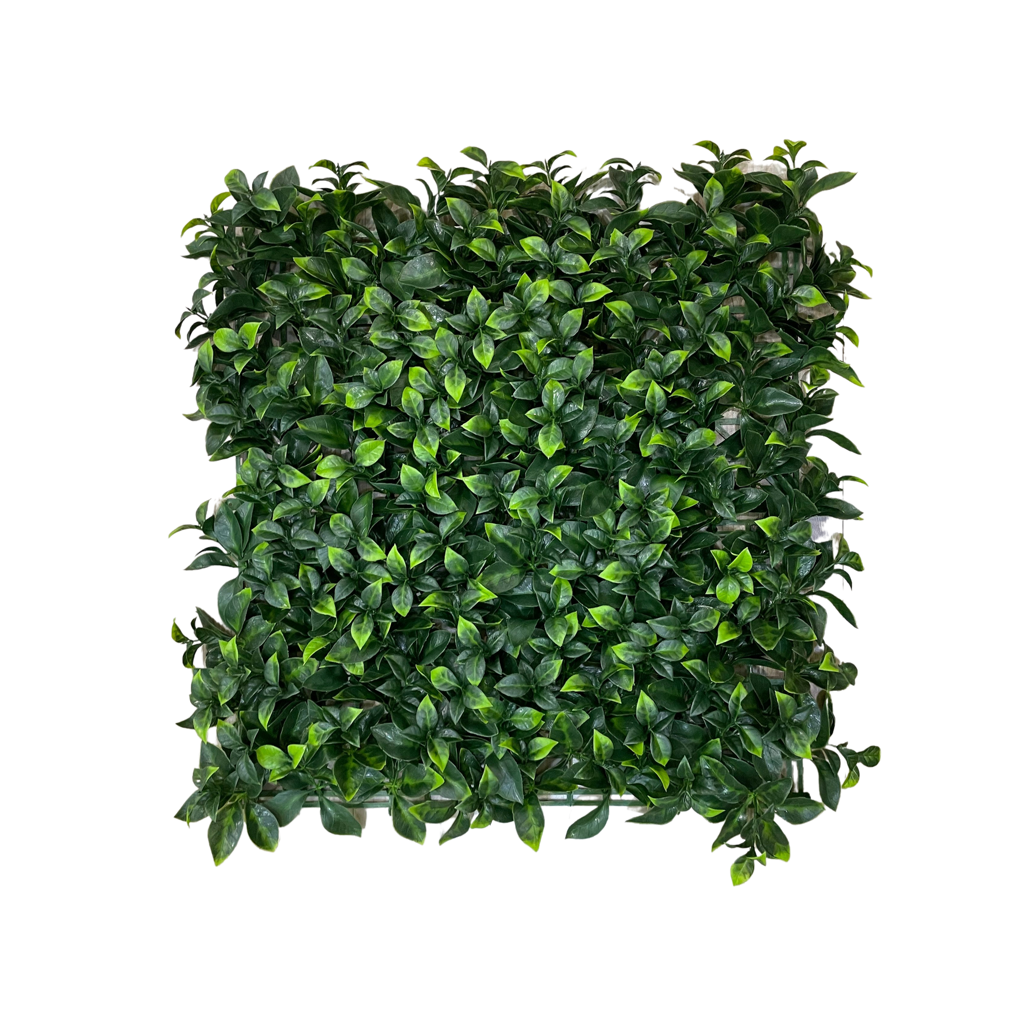 Placa Ficus UV Jardim Vertical Artificial (50x50cm)
