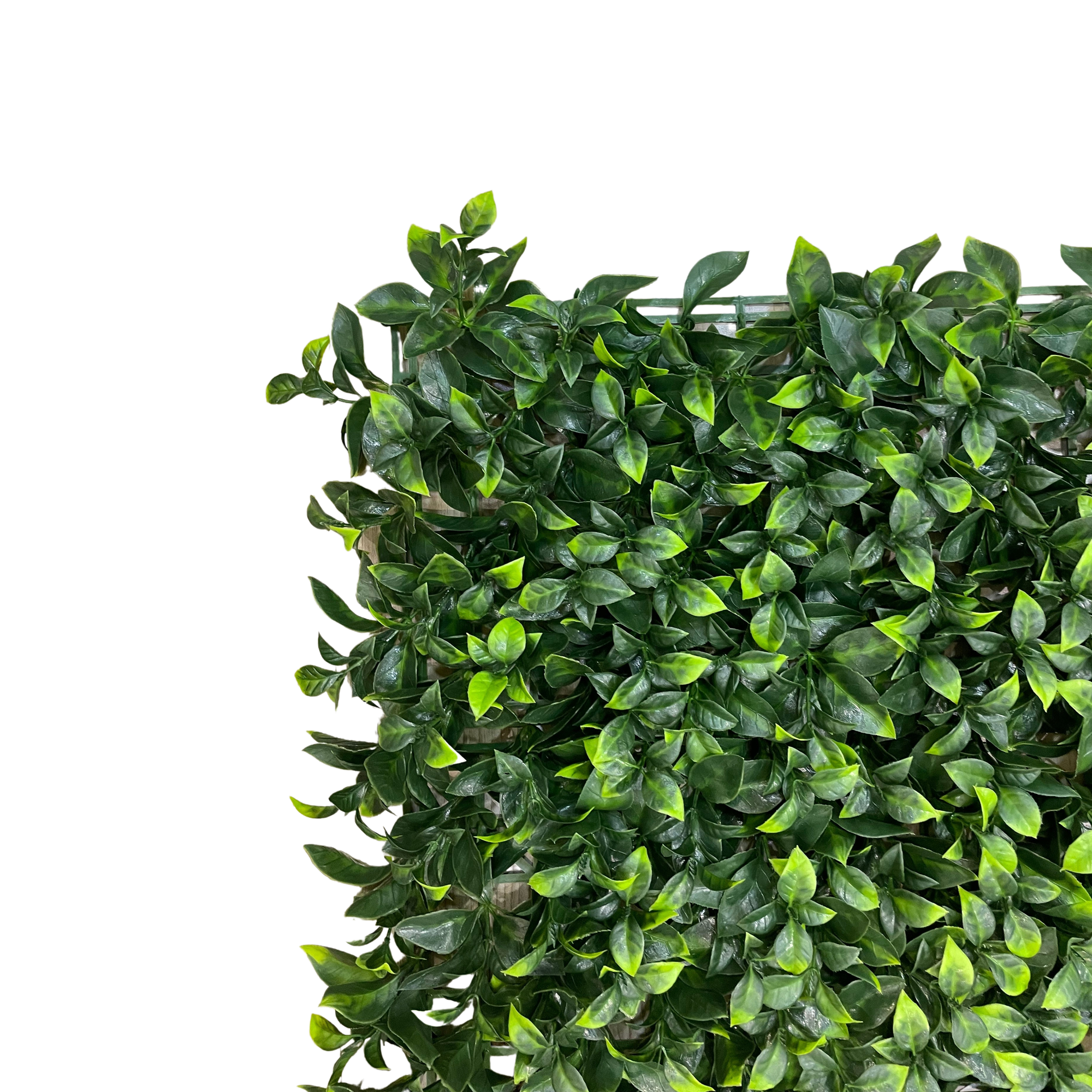Placa Ficus UV Jardim Vertical Artificial (50x50cm) - Imagem 3