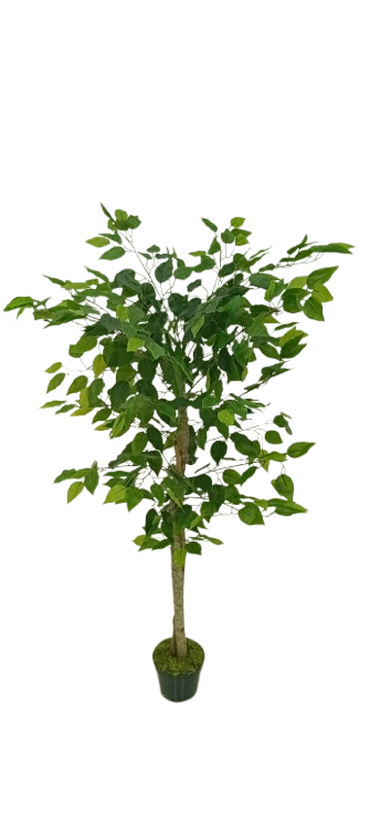 Ficus Verde 1,50m Semi-Artificial - Imagem 6
