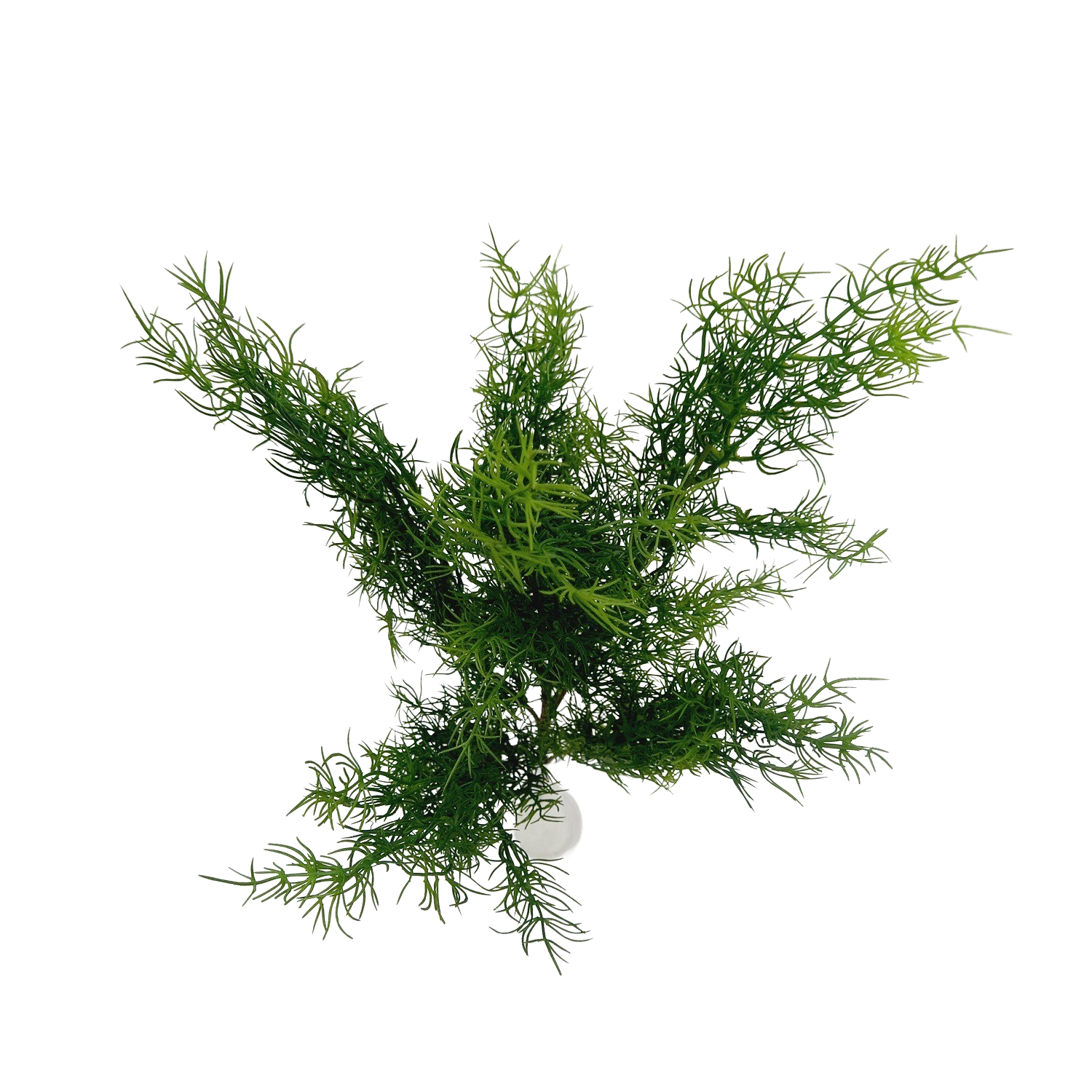 Alecrim Buque Artificial 6H (57cm) - Imagem 7