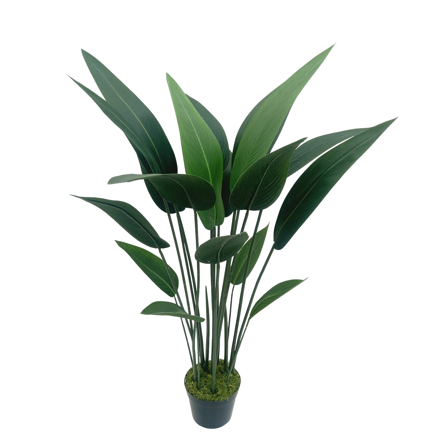 Strelitzia Arbusto (1,10m) - Imagem 4