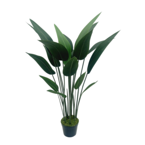 Strelitzia Arbusto (1,10m)