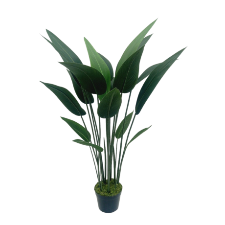 Strelitzia Arbusto (1,10m)